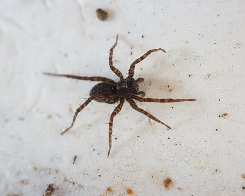 Pardosa sp.